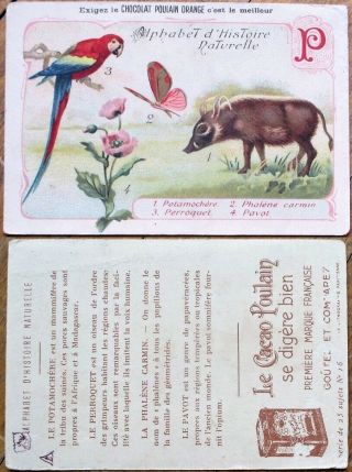 Parrot,  Boar & Butterfly On 1890 Chocolate/chocolat Poulain Trade Card - Litho