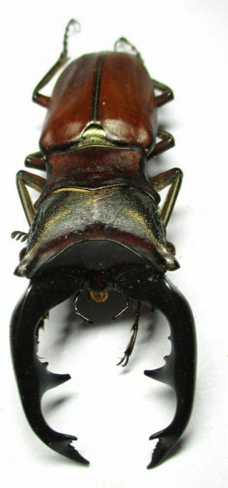 M003 Lucanidae: Cyclommatus Alagari Male 57mm