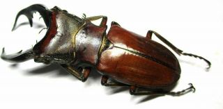m003 Lucanidae: Cyclommatus alagari male 57mm 2