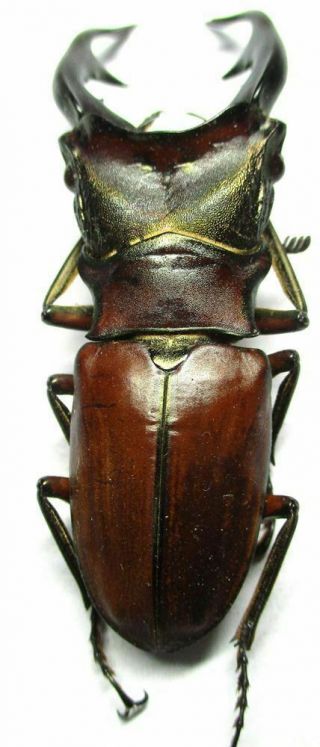 m003 Lucanidae: Cyclommatus alagari male 57mm 4