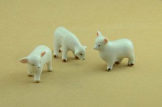 Mini (miniature) Three Diffrent Cute Baby Sheeps Come With Great Box