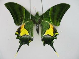 Pa4754.  Unmounted Butterflies: Teinopalpus Imperialis.  North Vietnam.  Yen Bai