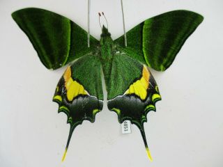 Pa4851.  Unmounted Butterflies: Teinopalpus Imperialis.  North Vietnam.  Yen Bai
