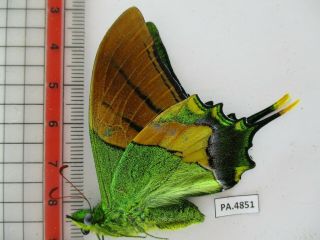 PA4851.  Unmounted butterflies: Teinopalpus imperialis.  North Vietnam.  Yen Bai 2