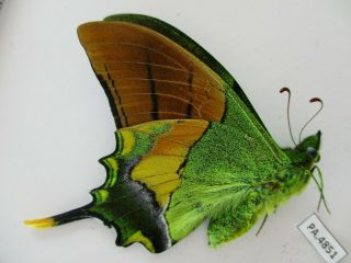 PA4851.  Unmounted butterflies: Teinopalpus imperialis.  North Vietnam.  Yen Bai 3