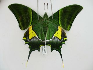 Pa4853.  Unmounted Butterflies: Teinopalpus Imperialis.  North Vietnam.  Yen Bai