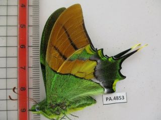 PA4853.  Unmounted butterflies: Teinopalpus imperialis.  North Vietnam.  Yen Bai 2