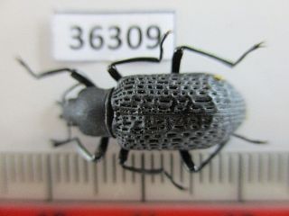 36309.  Unmounted Insects: Tenebrionidae?.  Ha Giang Vietnam
