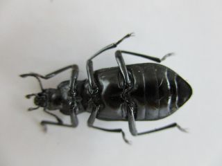 36309.  Unmounted insects: Tenebrionidae?.  Ha Giang Vietnam 2