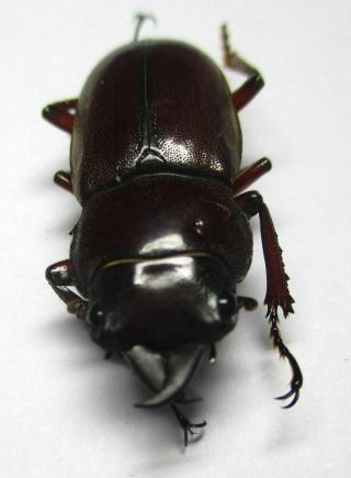 K001 Lucanidae: Prosopocoilus Julietae Male 23.  5mm A -
