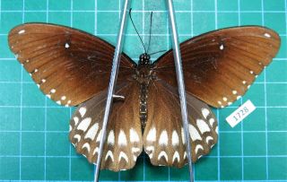 Unmounted Butterfly Papilionidae Papilio Castor Ssp.  Female Xl Laos