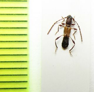 Cerambycidae,  Brachypteroma Holtzi,  Syria