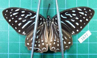 Unmounted Butterfly Papilionidae Graphium Megarus Ssp.  Female Laos