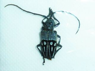 Very Rare Cerambycidae Phryneta Pulchra Bicoloripennis Female Cameroon