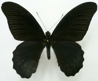 Papilio Acheron Male From Sabah,  North Borneo