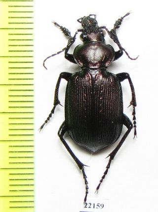 Carabidae,  Calosoma Sp. ,  Bolivia
