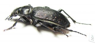 Carabidae,  Calosoma Sp. ,  Panama
