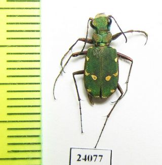 Cicindelinae,  Cicindela Sp.  ? Herbacea,  S.  Turkey,  Mugla Prov.