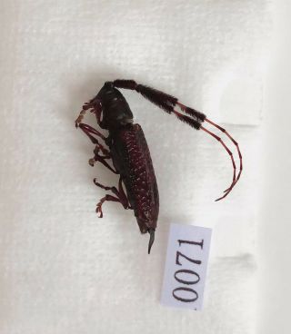 Cerambycidae Sp From Mt.  Ailaoshan Yunnan China No.  0071