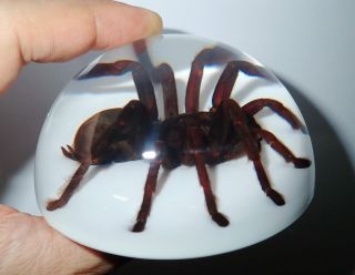 Tarantula Spider Real Specimen 6.  7 Cm Acrylic Dome Paperweight White Bottom
