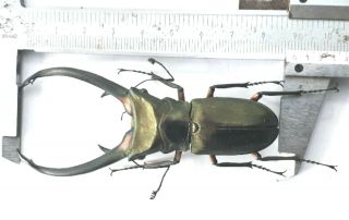 Cyclommatus Elaphus 89mm From Sumatra Indonesia