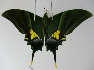 Pa3965.  Unmounted Butterflies: Teinopalpus Imperialis.  North Vietnam.  Yen Bai