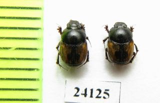 Scarabaeinae,  Onthophagus Lemuroides,  Female,  Iri,  Lorestan Prov.