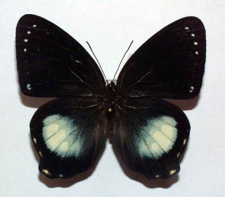 Prothoe Australis Satgei - Unmounted Butterfly