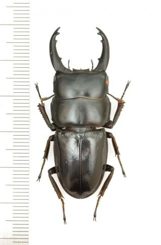Lucanidae Dorcus Sp.  48mm From Nepal