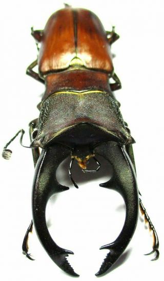 H004 Lucanidae: Cyclommatus Alagari Male 55mm