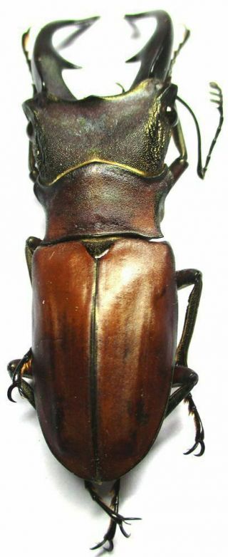 h004 Lucanidae: Cyclommatus alagari male 55mm 4