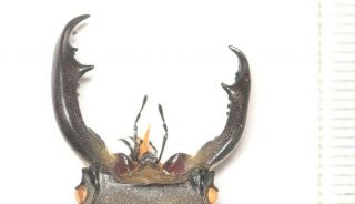 Gynandromorph Freak Lucanidae Stag Beetle Entomology Lucanus Langi 57.  3mm