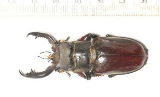 gynandromorph FREAK LUCANIDAE Stag Beetle Entomology LUCANUS langi 57.  3mm 2