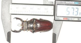 gynandromorph FREAK LUCANIDAE Stag Beetle Entomology LUCANUS langi 57.  3mm 3