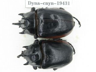 Beetle.  Eupatorus Sp.  China,  Yunnan,  Gongshan.  2m.  19431.