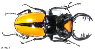 Coleoptera Lucanidae Odontolabis Lacordairei Indonesia Sumatra Male 77mm