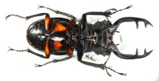 Coleoptera Lucanidae Odontolabis lacordairei Indonesia Sumatra male 77mm 2