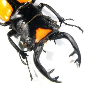 Coleoptera Lucanidae Odontolabis lacordairei Indonesia Sumatra male 77mm 3