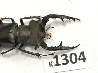K1304 Unmounted Beetle Lucanus Fujitai 52mm ?? Vietnam North