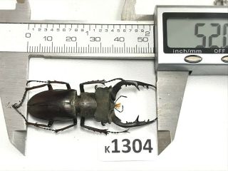 k1304 unmounted Beetle Lucanus Fujitai 52mm ?? Vietnam North 2