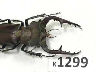 K1299 Unmounted Beetle Lucanus Fujitai 54mm ?? Vietnam North