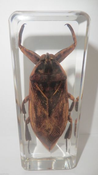 Giant Water Bug Lethocerus Deyrollei In Clear Block Education Insect Specimen