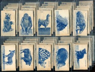 Tobacco Card Set,  Carreras,  Turf,  Zoo Animal,  Bear,  Gorilla,  Zebra,  Lion Etc,  1954