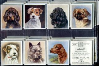 Tobacco Card Set,  Godfrey Phillips,  Our Dogs,  Dog Breed Head,  1939