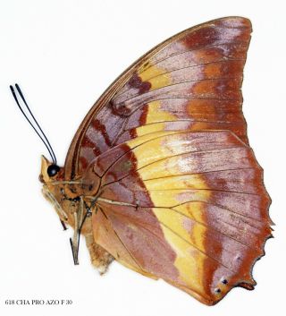 Insect Butterfly Nymphalidae Charaxes Protoclea Azota - Rare Female 618 Cha Pro A