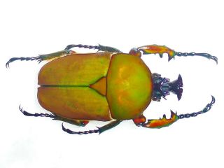 Stephanocrates Preussi Male Huge 41mm Color Cetonidae Cameroon