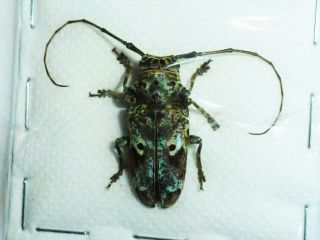 Very Rare Cerambycidae Prosopocera Insignis Female Huge Cameroon