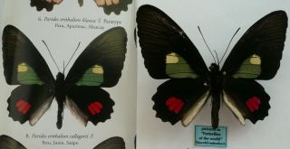 Parides Erithalion Callegari Male From Peru (pictured In Butterflies Of The Worl