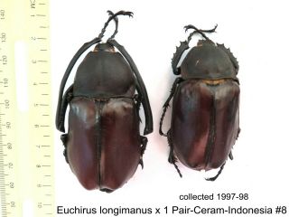 Euchirus Longimanus X 1 Pr - Ceram - Indonesia 8 1 Or 2 Legs May Be Re - Attached