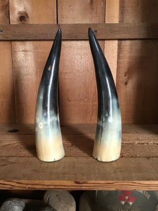 Polished Cow Horn Book Ends